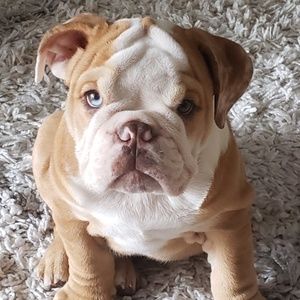 Meet your Posher, Hector